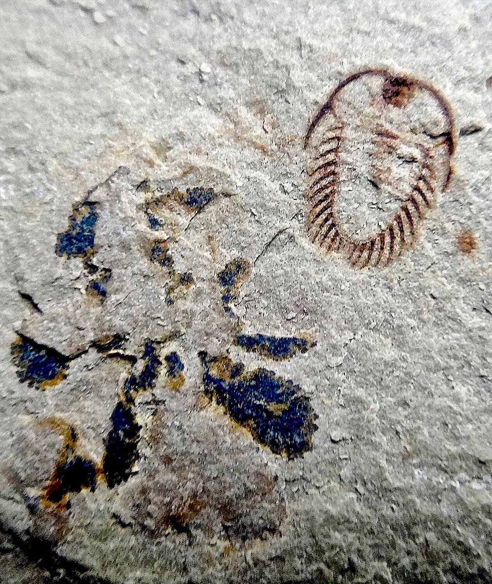 An outline of a trilobite is visible on the upper right surface of a slate-colored stone. The trilobite is oval-shaped and has tiny legs sticking out around its body.