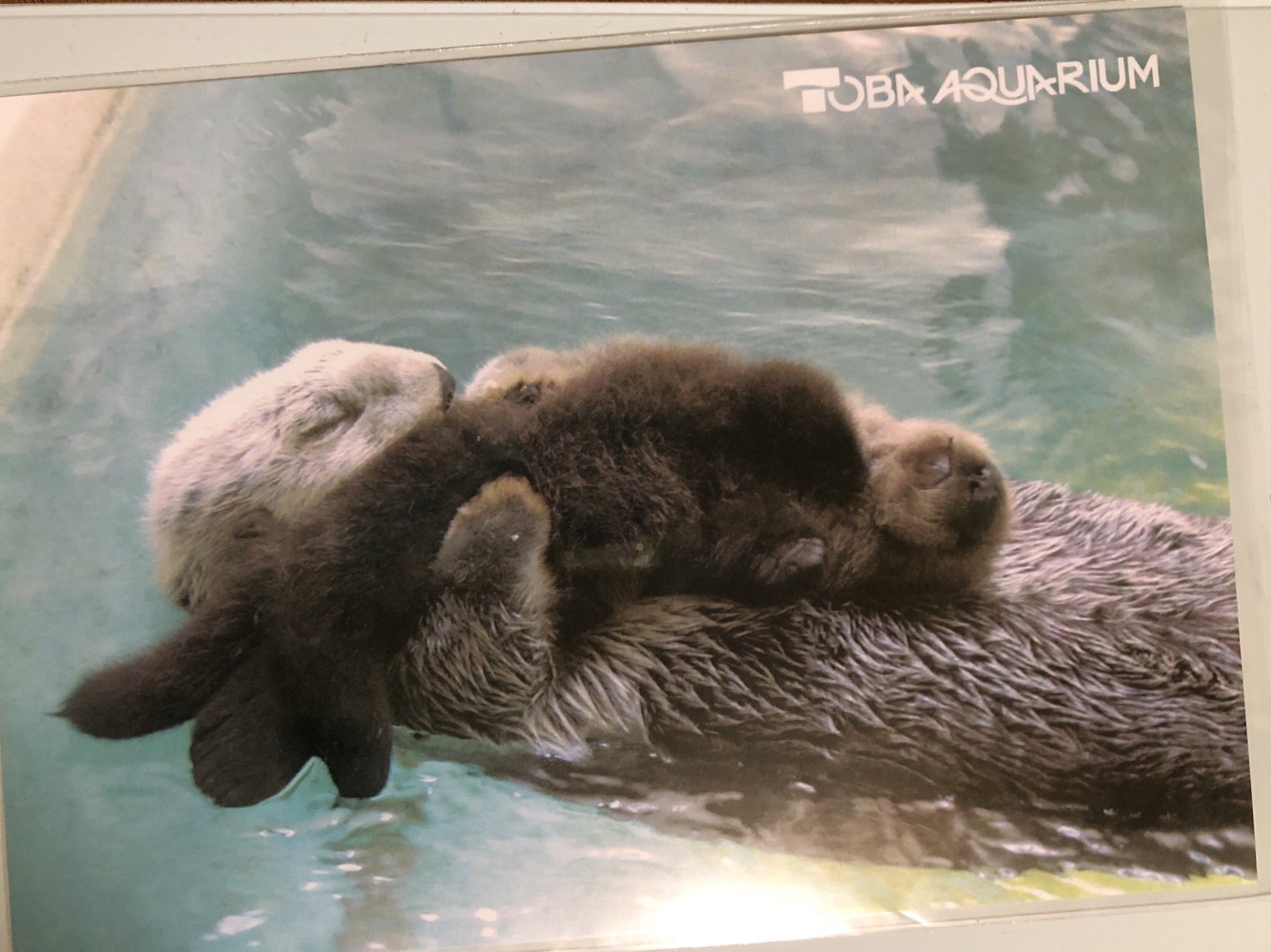 鳥羽水族館 コレクションカード 70周年記念 ラッコ メイちゃん ポテト レア 鳥羽水族館⭐️70周年記念 ⭐️コレクションカード ⭐️メイ