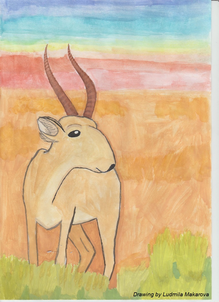 SaigaCA's tweet photo. Good news from Mongolia! Saiga population there rose to more than 5,000 in January, up from 3,800 in 2018
https://t.co/P7MroYugUZ https://t.co/AVIacj6Pyz