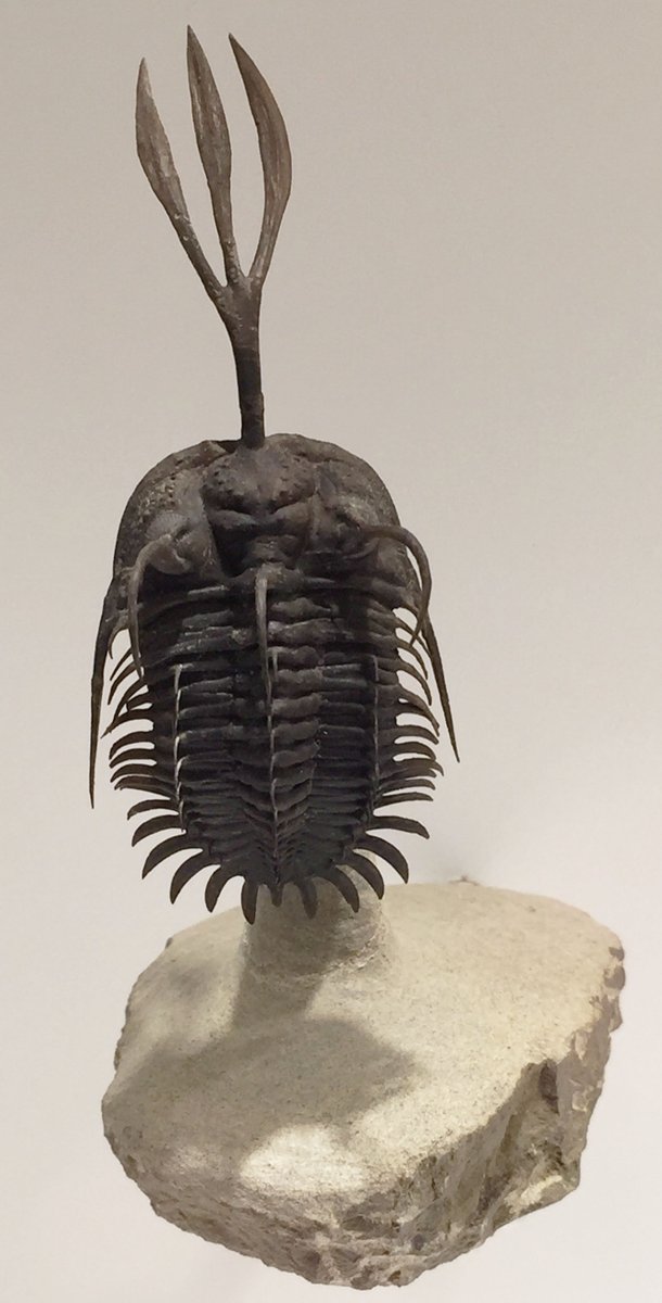 Dr_P_Getty's tweet photo. It's #TrilobiteTuesday again, so here's a Walliserops on display at the @hmns. It's not clear what that crazy trident on its head was for, but some think it was like the horn of a rhinoceros beetle, which is used for fighting and digging among males. Devonian, Morocco. https://t.co/JVD3BknFYY