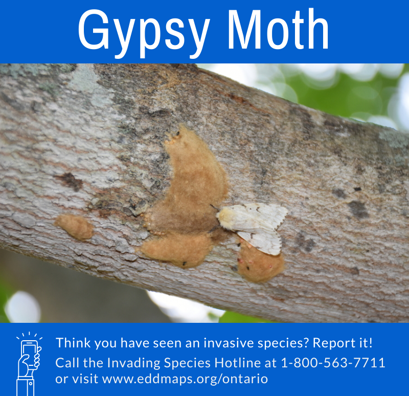 Brown Moths Ontario 2020
