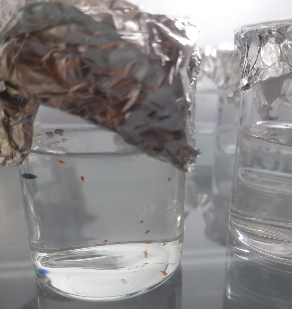 luisrpertierra's tweet photo. Microplastics are messing up with antibiotic resistances even at Antarctica! A consortium of spanish and uruguayan researchers are studying the capacity for microplastics consumption by Antarctic freshwater fauna and the associated adverse effects @UAHes @AntarticoUY @Udelaruy https://t.co/jrgjMvhtA2