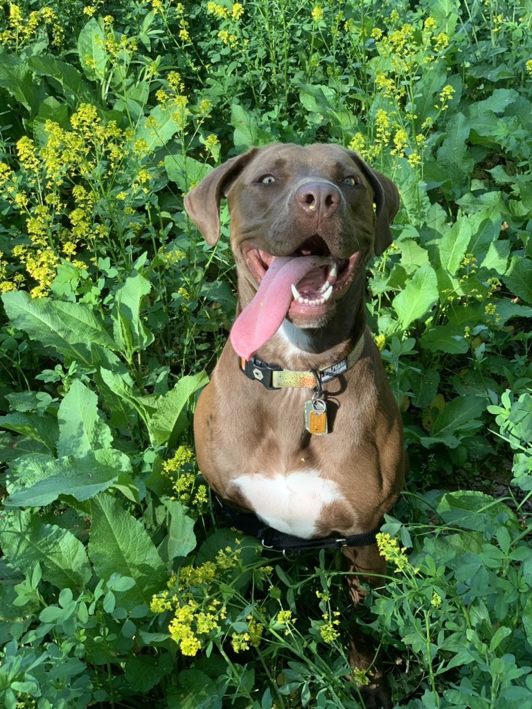 🐾 (@pitbulipics) on Twitter photo 