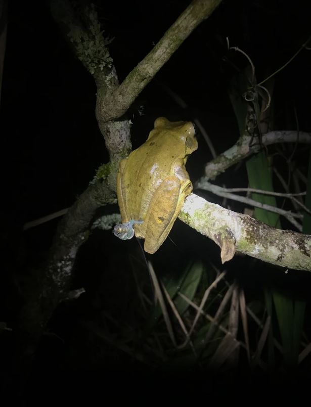 Does #habitatfragmentation influence disease presence and microbiome dysbiosis in #blacksmithtreefrogs? Using Lotek NFT-5-2 tags, that’s exactly what the Becker lab intend to find out. Follow @Becker_Lab to learn more!