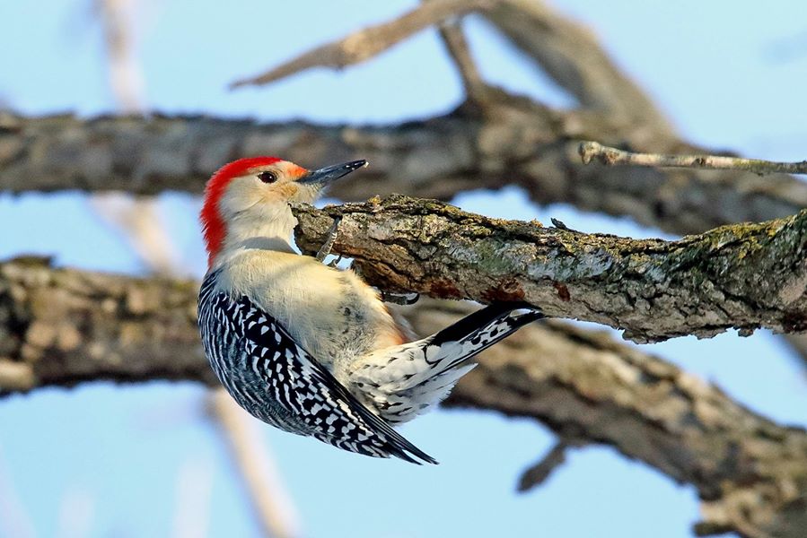 Red-bellied woodpecker courtesy of Gordon Garcia