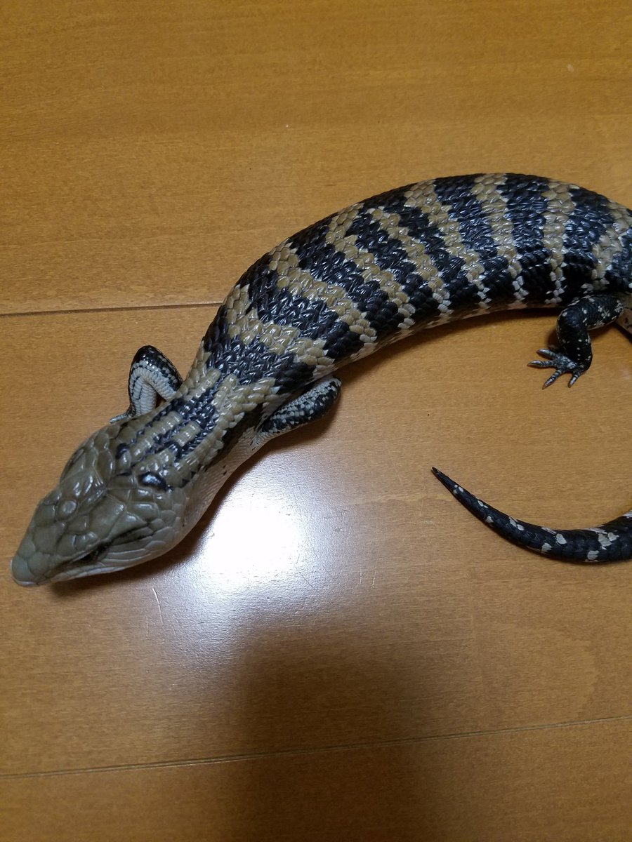 sin_ko_go_0601's tweet photo. https://t.co/Uq3d1ui2Ee