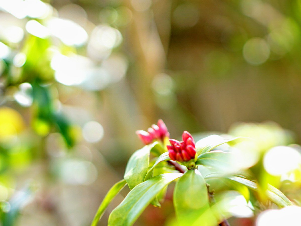 沈丁花の蕾 Twitter Search 沈丁花の蕾 Twitter Search