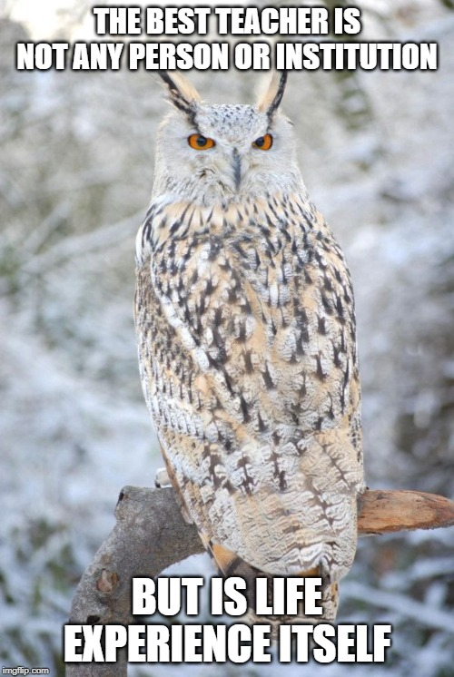 SnowOwl0101 tweet media