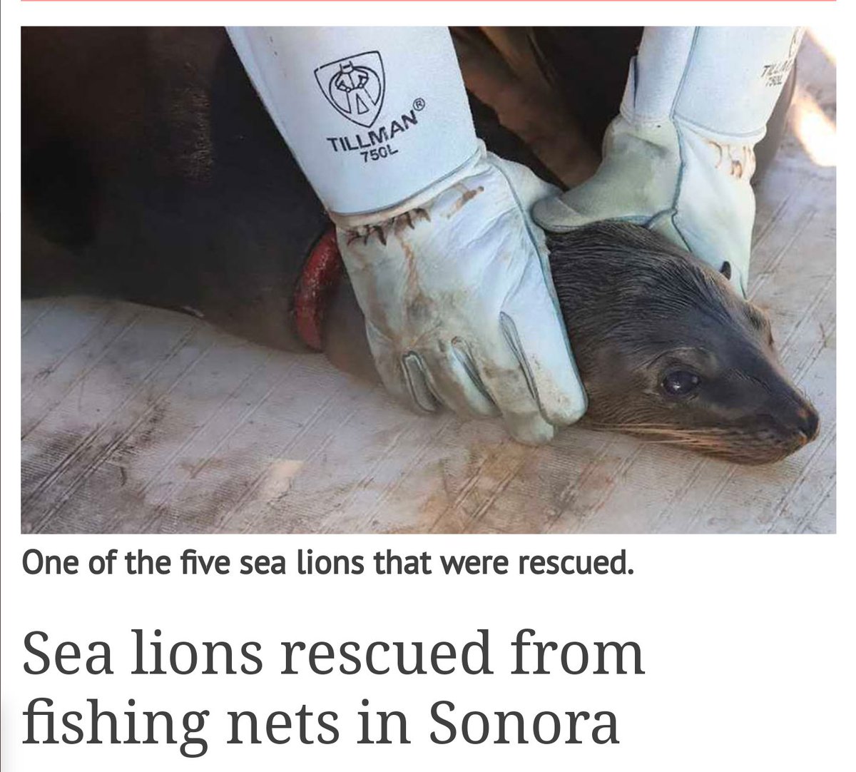 Screenshot of headline that says, "Sea lions rescued from fishing nets in Sonora," with a photo of one of the sea lions who has fishing rope around their neck being held.