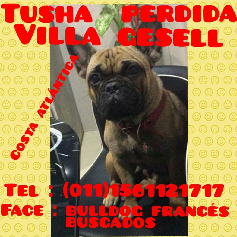 VikiMarconi's tweet photo. @infobae Mientras esperamos... Me pueden ayudar a difundir!!! Buscamos a #Tusha pérdida en Villa Gesell hace ya una semana. Necesitamos Difusión para que vuelva a su casa con su Familia. RT RT RT 🙏🏻🙏🏻🙏🏻 Hay recompensa $50.000. Por Favor devuelvanla https://t.co/k49koLeYdj