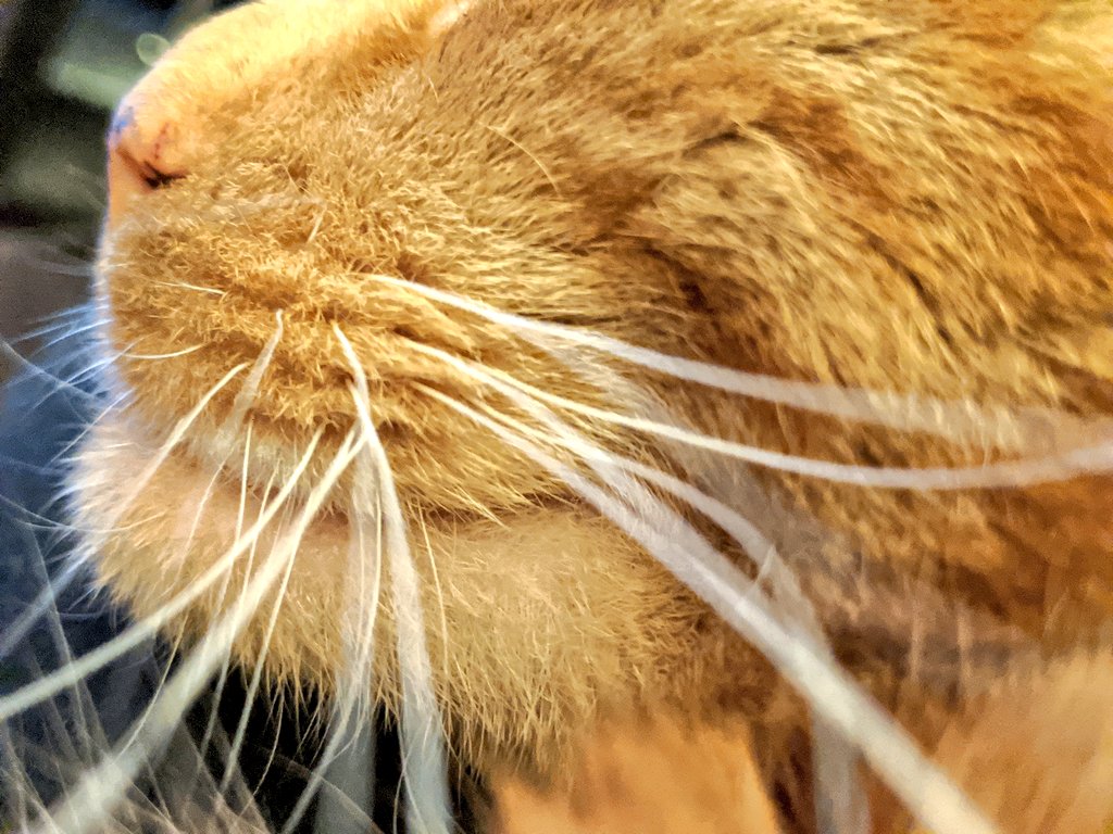 An extreme close up of Bilbo's cheek showing his big bright white whiskers. So many! He says "whisky"