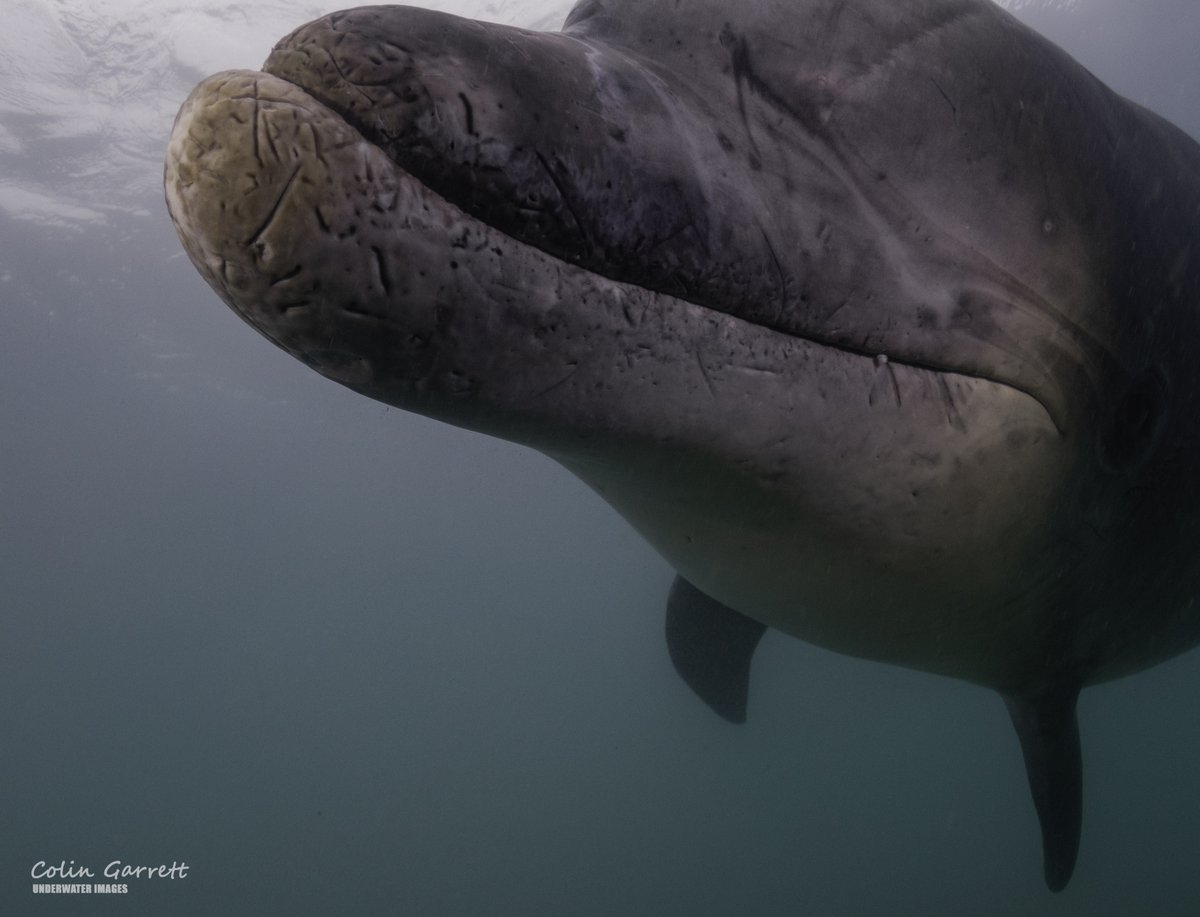 Hello my old friend... Portland Harbour today. <a href="/OThreeLtd/">O'Three Ltd</a> <a href="/DWTMarine/">DorsetWildlife Trust</a> <a href="/OceanDiveruk/">🐬Ocean Diver🐬</a> <a href="/saveourseas/">Save Our Seas</a> <a href="/MARINElife_UK/">MARINElife</a> <a href="/Seasaver/">Blue Planet Society</a> <a href="/mcsuk/">Marine Conservation Society</a> <a href="/PADI/">PADI</a> <a href="/BSACdivers/">British Sub-Aqua Club</a> <a href="/BBCDorset/">BBC Dorset</a> <a href="/NatureofDorset/">Nature of Dorset</a>