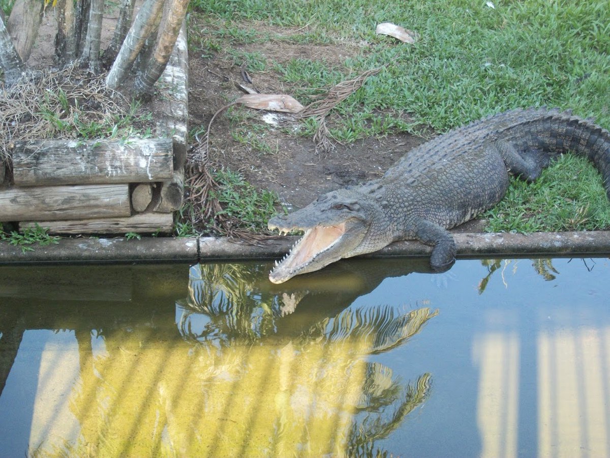 Our latest: A High-Quality Reference Genome Assembly of the Saltwater Crocodile, Crocodylus porosus, Reveals Patterns of Selection in Crocodylidae academic.oup.com/gbe/article/12…