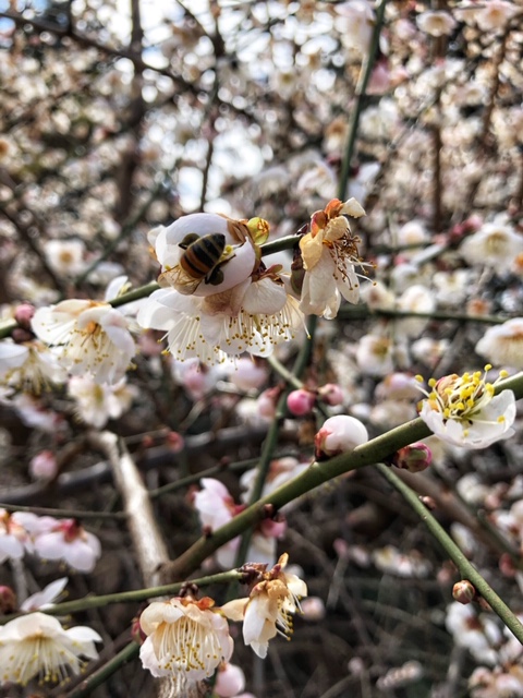 Spotted in the garden yesterday: The up and down warm temperatures have confused some of our plants, but the bees don't seem to mind! This is a red jade weeping crabapple. #NWArk #FayettevilleAR #VisitArkansas