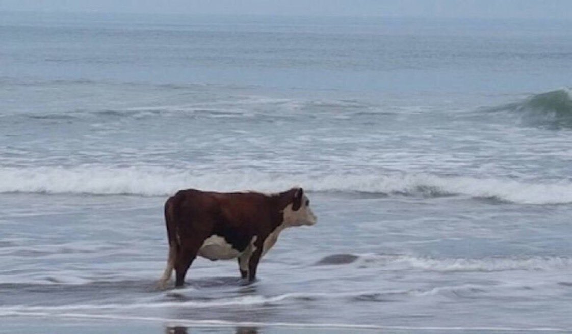 Photo of a cow standing in the ocean near the beach looking forlorn and misplaced.
