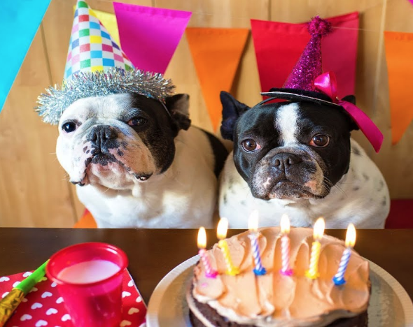 WoofTimeEvents's tweet image. Why not have your dog's birthday TheBirds with us next month?

Next woof Time is on 1st March

Tix link in Bio ☝️🎟️ 
#doggybrunch #dogparty #dogsarethebest #brunchwithyourdog #dogsallowed #veganbrunch #doggypawty #doogybirthday #dogsbirthday #birthdaypartyformydog #doggygames