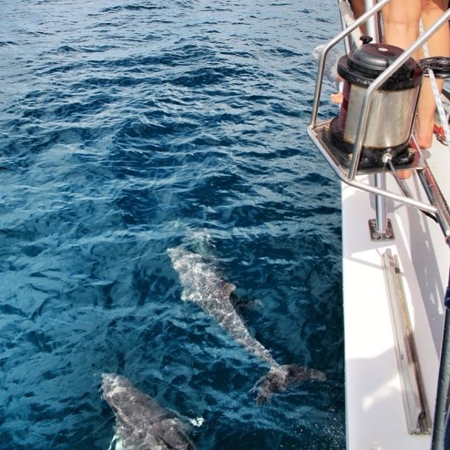 #TravelTuesday

#Sail #Pacific #Seattle #summer  #Washington #SanJuanIslands #islands
#sea #adventure #marine #exploration #conservation #Canada #GulfIslands  #Vancouver #marineconservation #humpback #killer #whales  #dolphins #sailing #crew #sea #boat #yacht #research #seas #dolphin #sanjuan #sanjuanislands #washington #westcoast #oceans #saveourseas #loveoceans #oceanlove #cleanseas #oceanconservation 