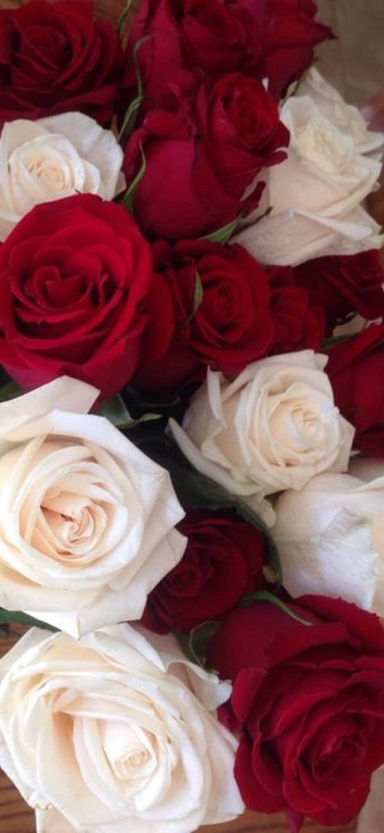 الورد لغة الحب وعطرها احساس الكلام