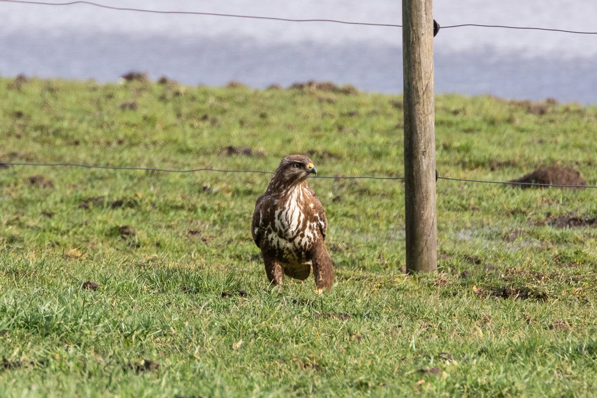 Auf dem ersten Bild steht der Mäusebussard noch, auf den 2 weiteren ist er bereits in der Luft