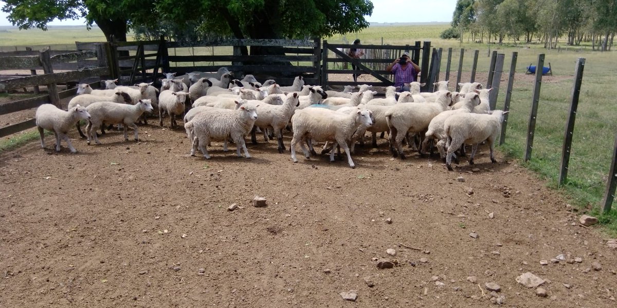 PlanAgro's tweet photo. Corderas diente de leche, 42,5 Kg, 7 meses de edad
#Ovinos #AGROPATT @NutrisurSA #MDR33 https://t.co/lZdz0vKWtm