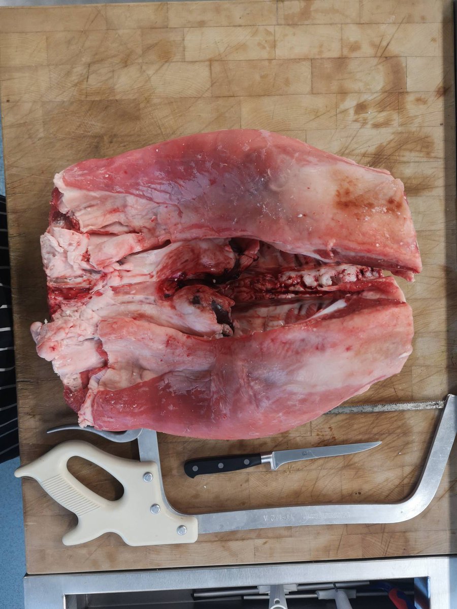 Nice to show the students how to break down a lamb saddle! Barnsley chops, french trim lamb rack, lamb belly, removing the loin and ribs. All preparation for assessments and enrichment! #alwayslearning #collegelife #chefslife #chefs #cateringcollege #knifeskills