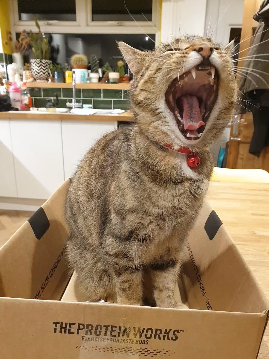 Rich9carter's tweet photo. @TheProteinWorks I disturbed my cat from an afternoon nap in your welcome box - your shakes really being out the predator in her! #CatsOfTwitter #yawn https://t.co/5gCoGfoNfX