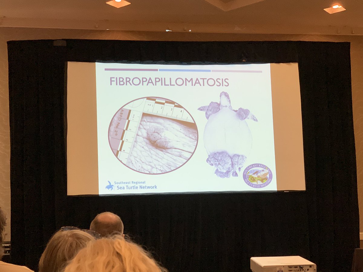 SeaTurtleCenter's tweet image. Next up at the @SERSTM_2020 #SERSTM2020 rehabilitation workshop, a series of talks on FP.