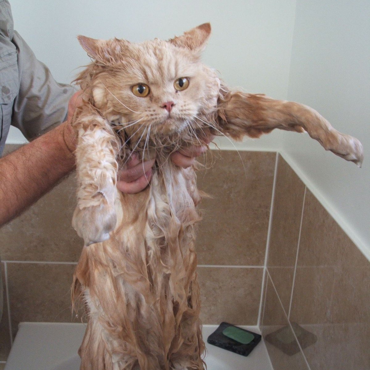 TheServiceDesk's tweet photo. Don't get yourself into a mess like Ted , read our user accounts and password web pages for information on how to change or reset your password https://t.co/Ra1hkCc339 #CatsofICT 🐱 https://t.co/EcenHpwHwo