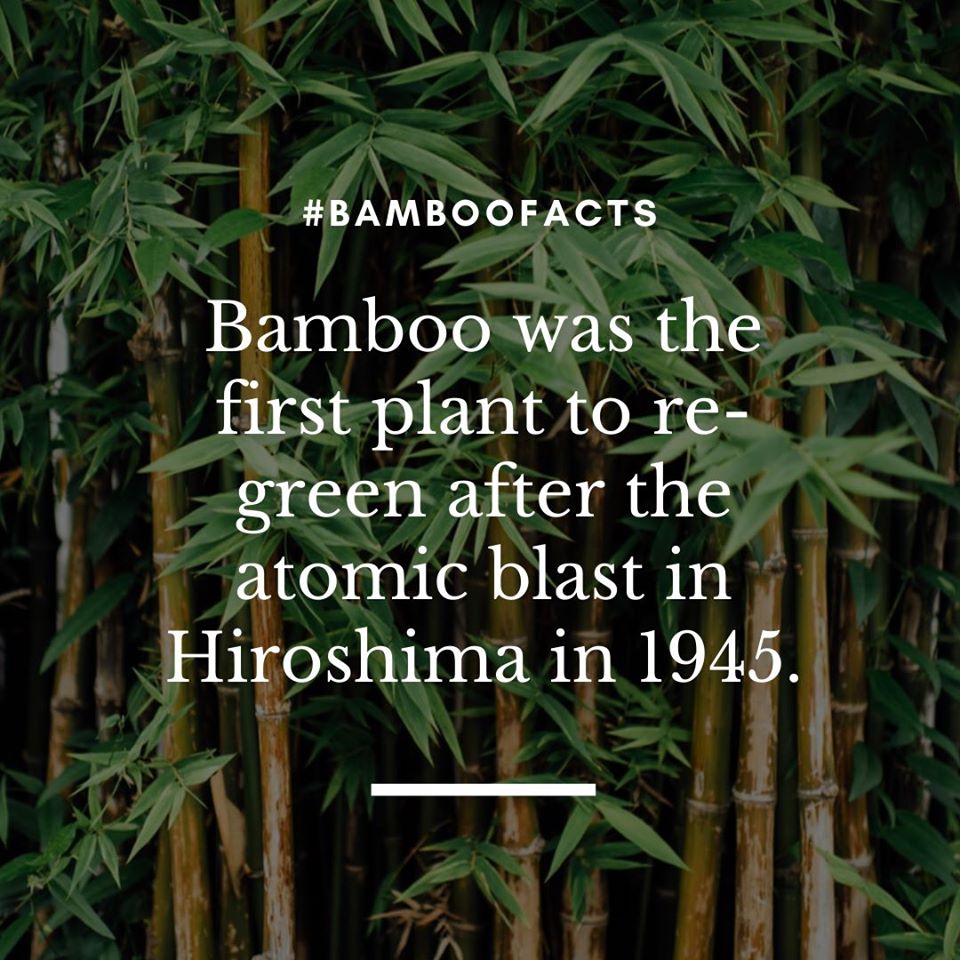 BambusaCerveza's tweet photo. Bambú para la Vida! #Másquéunacerveza #Bambooforlife https://t.co/3XZDJO8rYY