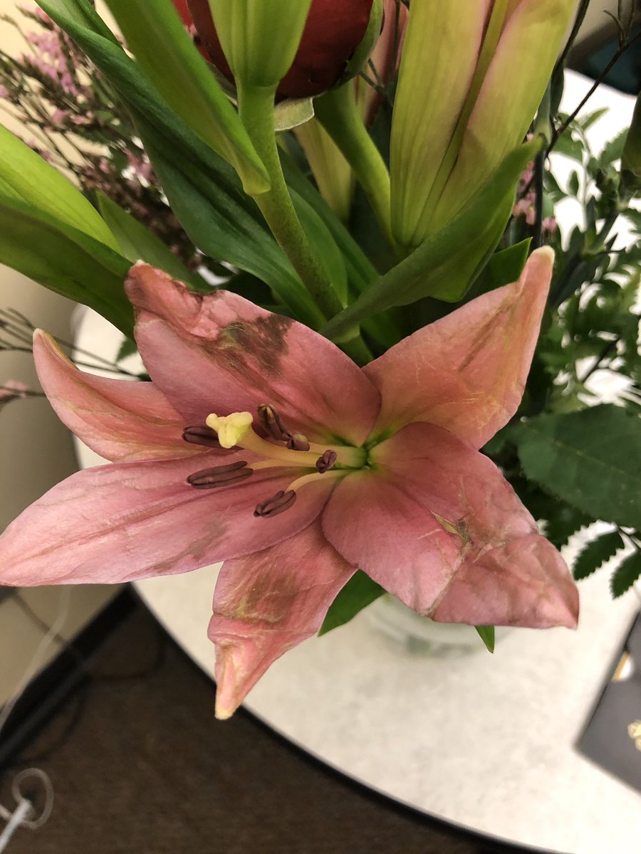 maribethJflakes's tweet photo. @ftdflowers seriously? This is embarrassing and not what is advertised. It’s half what the picture shows and the lily is dead. Valentines Day is next week hope you can up your game 🤬 https://t.co/porQHKdiah