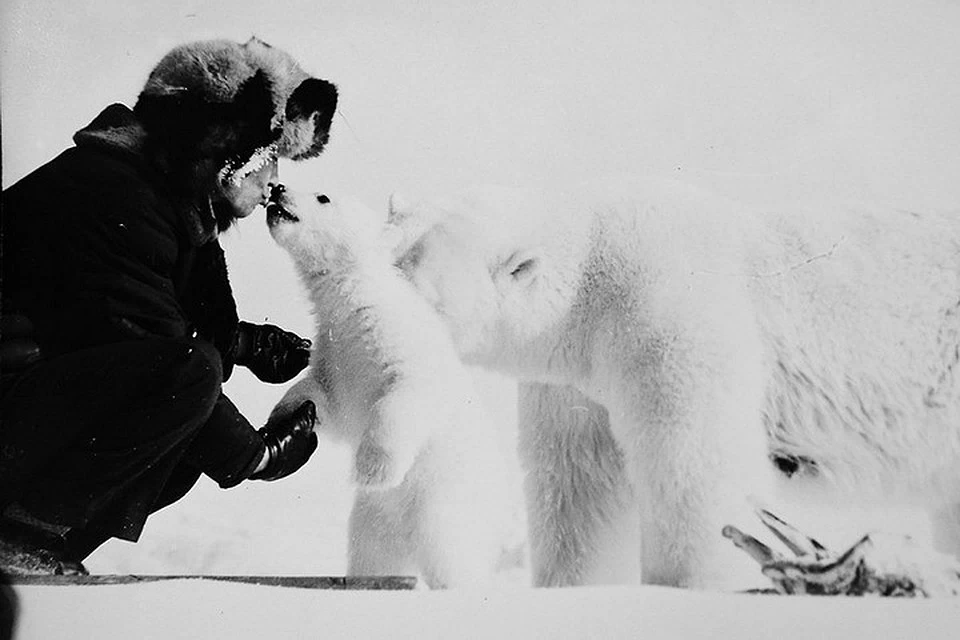 николай мачуляк. николай лукич мачуляк. полярный медведь и плохие случаи с людьми. советские полярники и белые медведи. белый медведь и полярники.