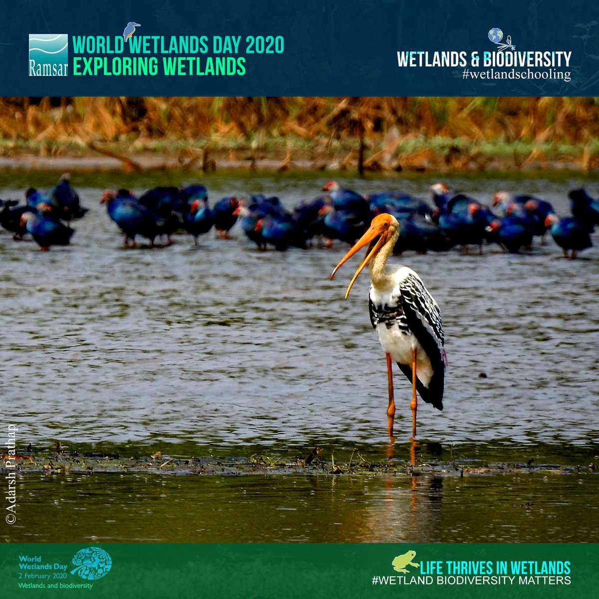 adarshkerala's tweet photo. The exceptional biodiversity of wetlands should be wisely treated. Conservation actions are effectively needed,  since we already have all the solutions! One million animal and plant species are threatened with extinction ! It's high time for actions.@RamsarConv #wetlandschooling https://t.co/eneSRJERZC