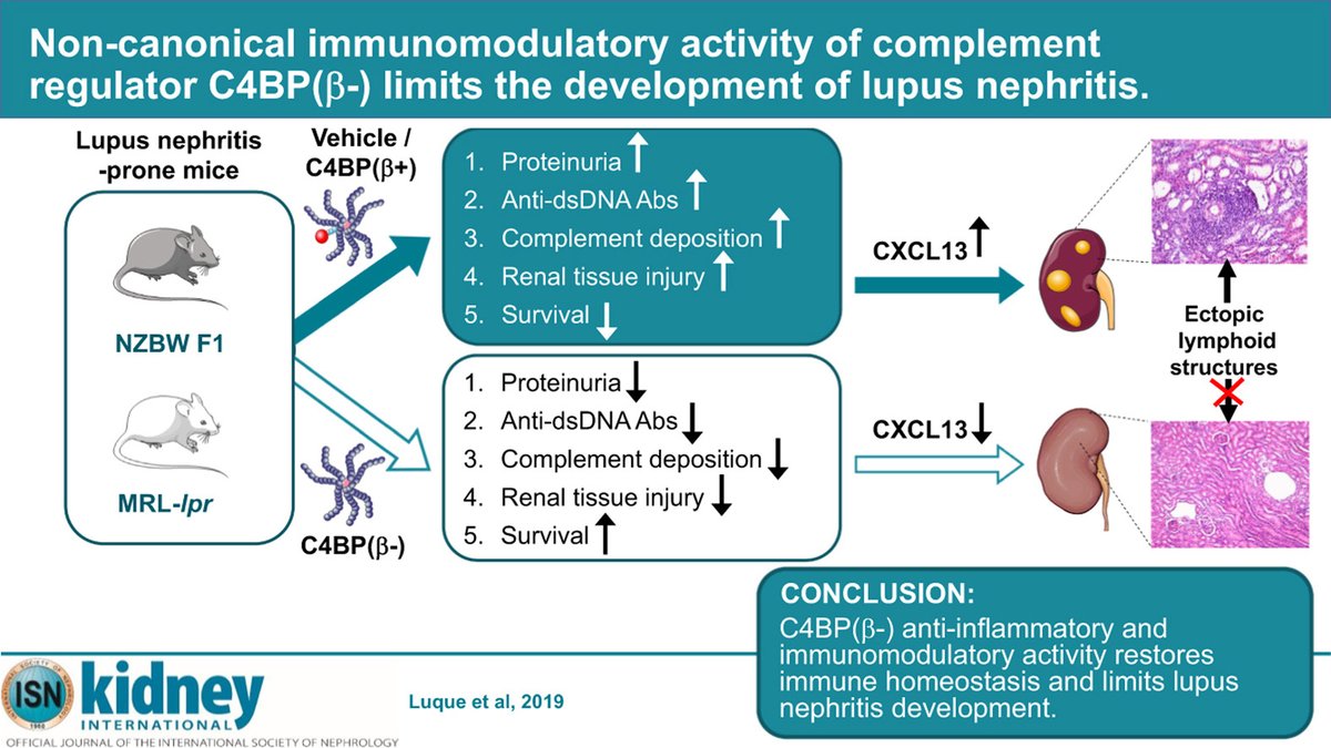 #Lupus néphrite🩺: sur modèle #souris🐁 la substance immunomodulatrice #C4BP est plus efficace que l'immunosuppresseur #cyclophosphamide pour traiter cette #maladie #auto-immune😀. Un futur médicament💊 contre la néphrite lupique? 👍
 ow.ly/LQJf50ycTek