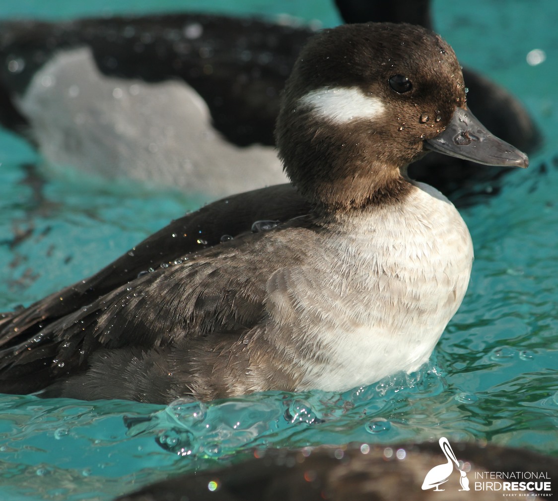 Female Bufflehead swimming in pool at Bird Rescue.