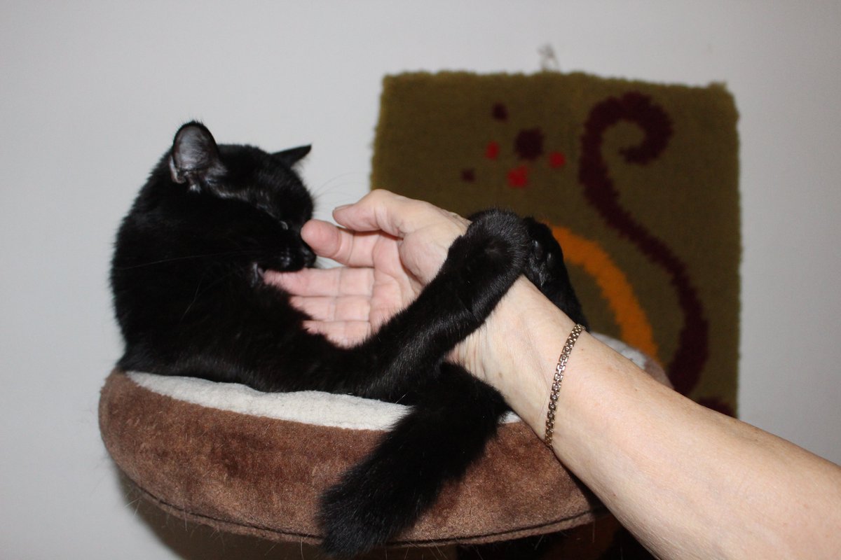 fencka's tweet photo. My mom tried to pet Andromeda. https://t.co/8qpjX5ywD6