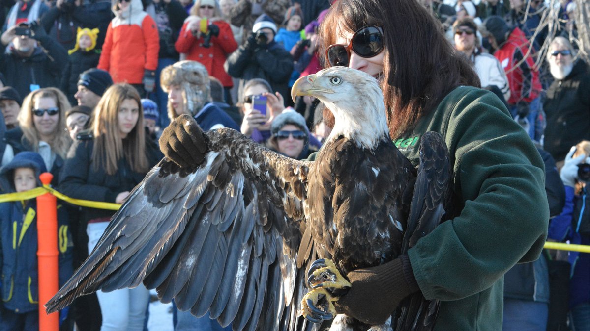 A woman prepares to release a rehabilitated bald eagle while holding its wing.