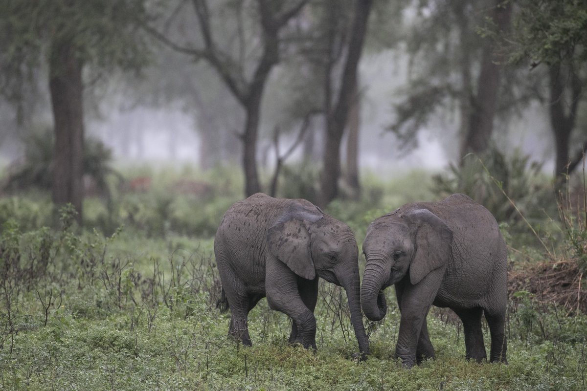 McCoyCenter's tweet photo. Listen to Bob Poole detail his nature adventures in National Geographic Live: "Nature Roars Back" on Saturday, March 21. Tickets on sale now → https://t.co/E00sEx4oqW https://t.co/4YUkJIA9t6