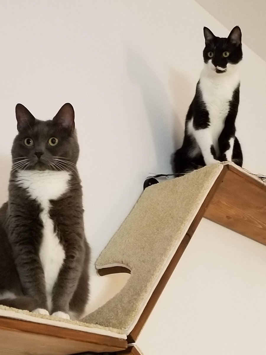 CustomCatscapes's tweet photo. They're here. CatScapes products are arriving to customers around the world. Order yours soon because supplies from this first-edition run are limited!

https://t.co/mtSrOsyBzB https://t.co/egsc1LQASB