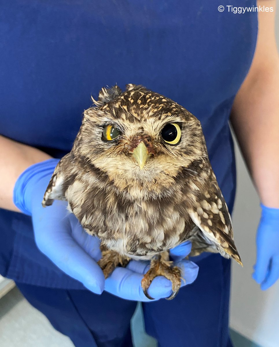 Little owl sat on nurse's hand. He looks directly at the camera and you can see that his right eye is cloudy.
