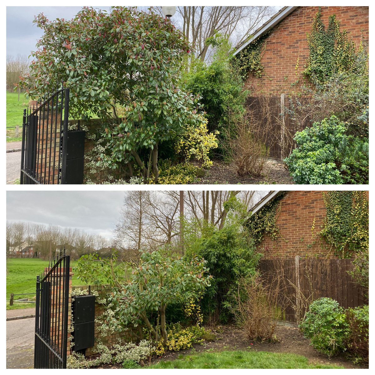 A busy end to this afternoon cutting back these over grown shrubs to good form ready for reshaping at the end of this season!
#Maslinjones 
#MiktonKeynes 
#garden 
#gardener 
#gardening 
#gardenmaintenance 
#hedges
#hedgecutting 
#Stihlhedgecutter
#ivy
#prune
#trim
#hedgework