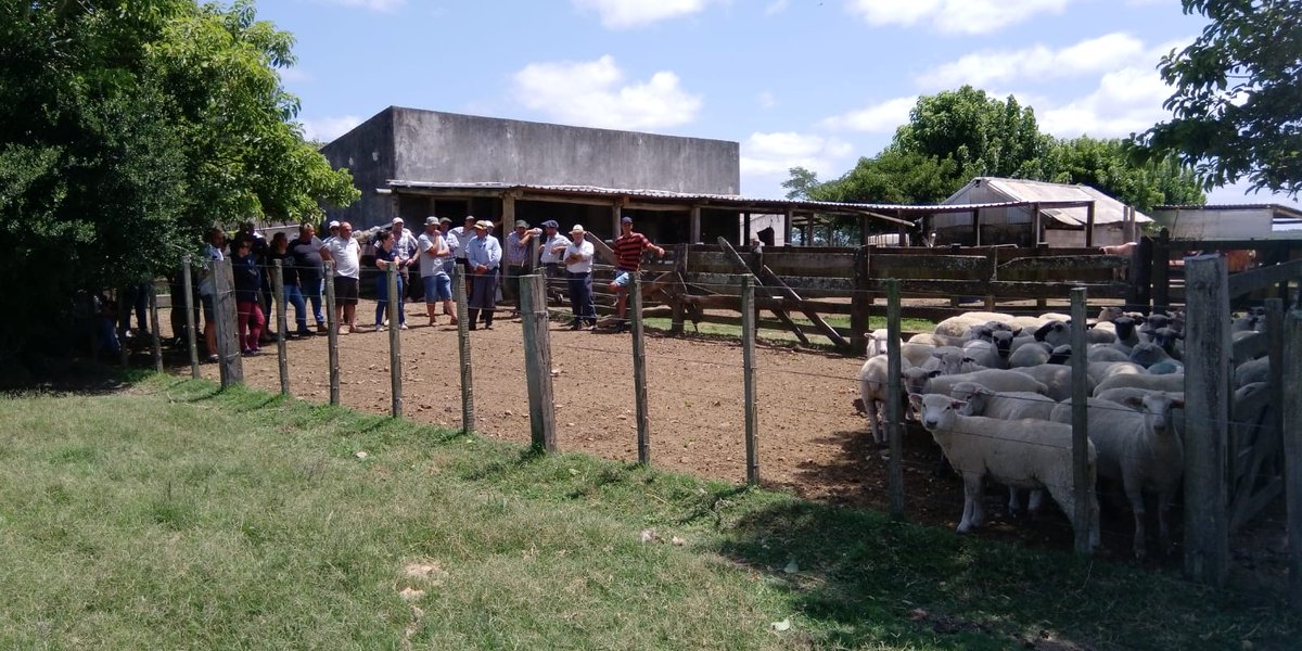 maria_zorrilla's tweet photo. #AHORA en Treinta y Tres manejo intensivo de ovinos en lo del productor Rolando Texeira
Organiza #AGROPATT Apoyan @PlanAgro @NutrisurSA #MDR33 https://t.co/jgm3jVj0B0