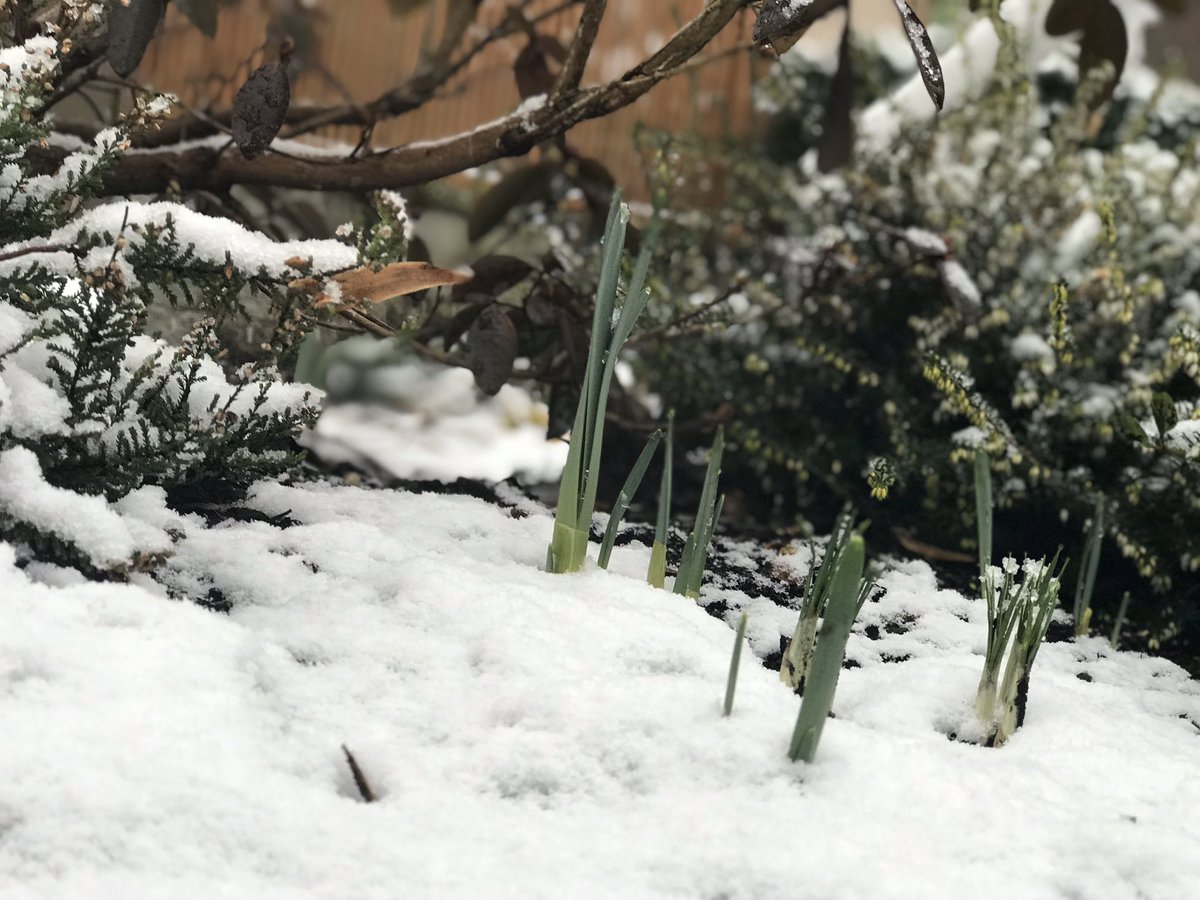Picture of plant shoots coming up through a layer of snow