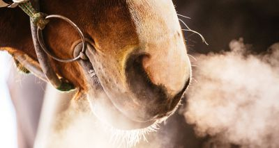 VetCommunity's tweet photo. A novel equine inhaler set to benefit horses suffering from severe equine asthma has been granted marketing approval by the European Commission
https://t.co/kWBKPh3l1v https://t.co/bLIOUs1nyU
