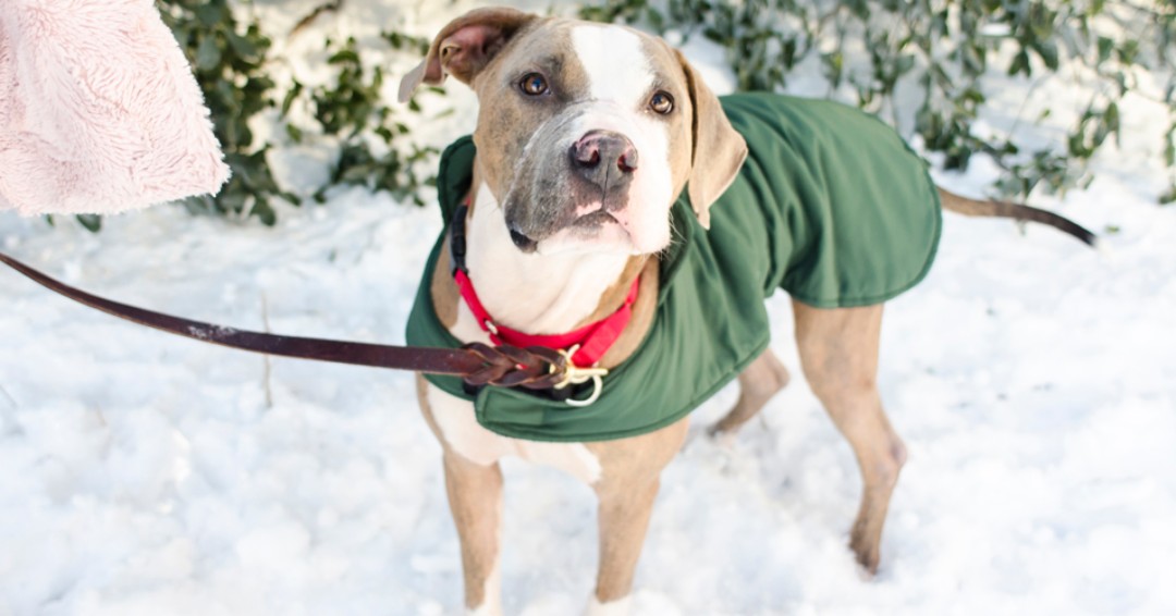 Eastwood_Ranch's tweet image. Cold weather reminder - keep your pets indoors. Stay warm and read up on cold weather tips from our friends at ASPCA ow.ly/tbAH50ydmFU #coldweatherpets #adoptdontshop #pets #cats #dogs #rescue #foster #coldwinds