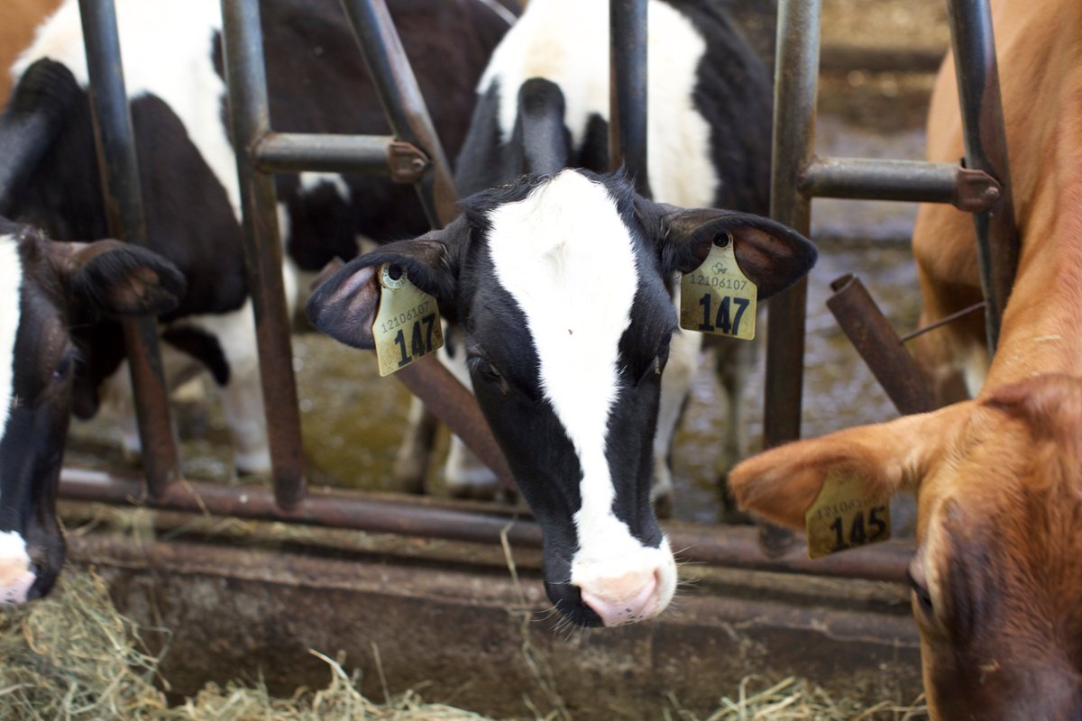DYK: Cows have family trees! Learn more here: bit.ly/3bkDvjk