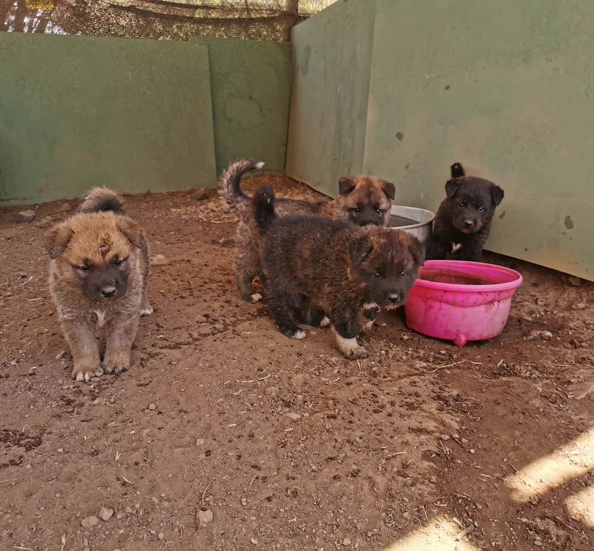 Por favor miren a estos guatones (mamá pastor alemán y papá akita). LOS AMO.