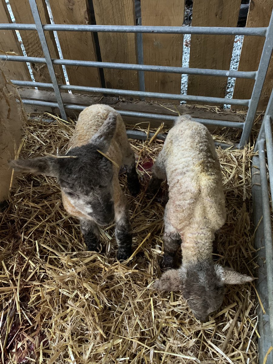 Welcome to #shropshire! Shropshire sheep. Now’s the time to visit a farm school teachers. Farmers pass it on to your local school. Don’t forget you can do #Farmertime as well- lots of schools already signed up <a href="/LEAF_Education/">LEAF Education</a>
