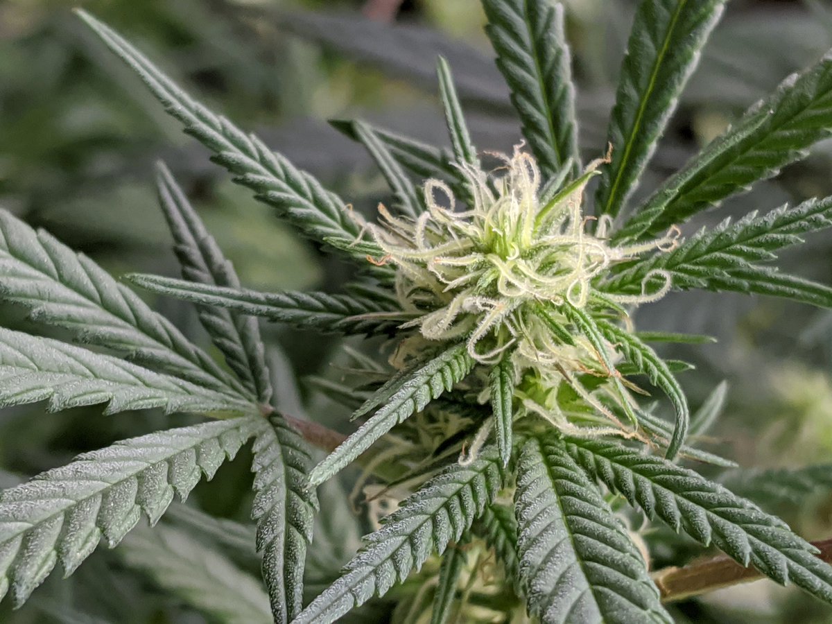 AGlibs's tweet photo. "Don't judge each day by the harvest you reap but by the seeds that you plant."- Robert Louis Stevenson
🌿🌻🌿🌻
Magic is happening...
💚💚💚💚💚💚💚
#pistils
#Ontariogrows
#cannabisflowers
https://t.co/Uv2Ty8JDox https://t.co/HvEXTrq45U