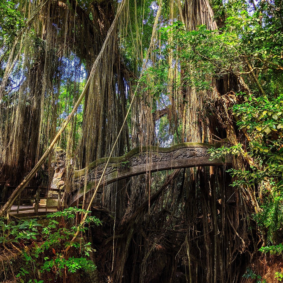 Леса индонезии Леса индонезии