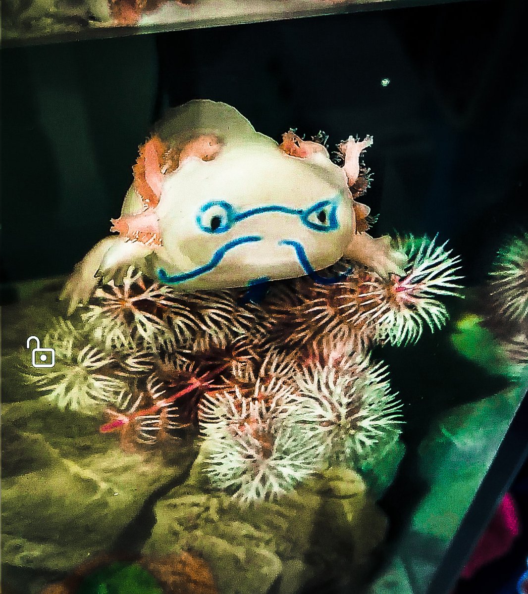 An albino axolotl with black eyes standing on a pink and white fake plant. With blue glasses, mustache and point beard drawn on the glass of her tank in the perfect position to match her face